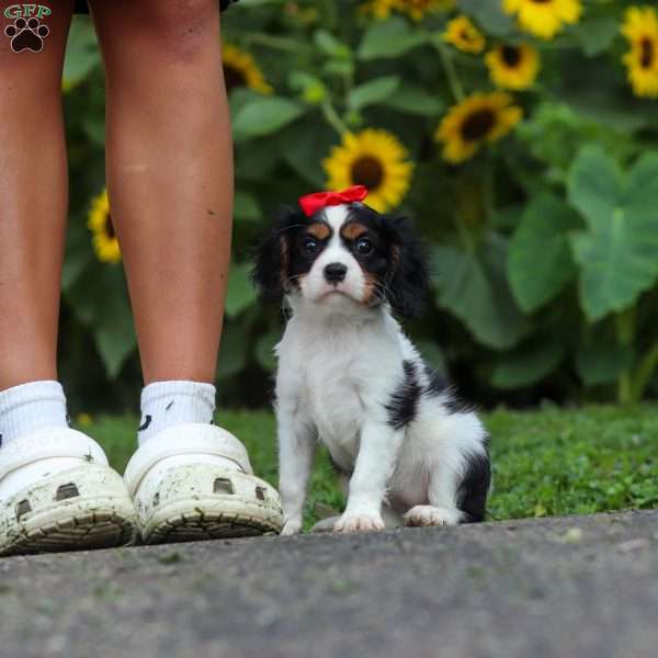 Poppy, Cavalier King Charles Mix Puppy